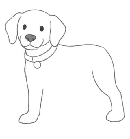 How to Draw a Dog for Adult Step 04