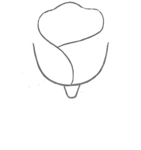 How to Draw a Rose for Adult Step 02