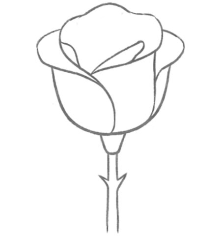 How to Draw a Rose for Adult Step 03