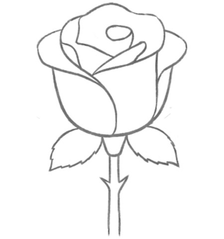 How to Draw a Rose for Adult Step 04