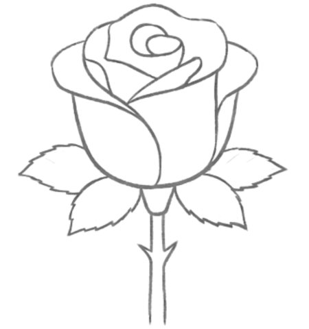 How to Draw a Rose for Adult Step 05