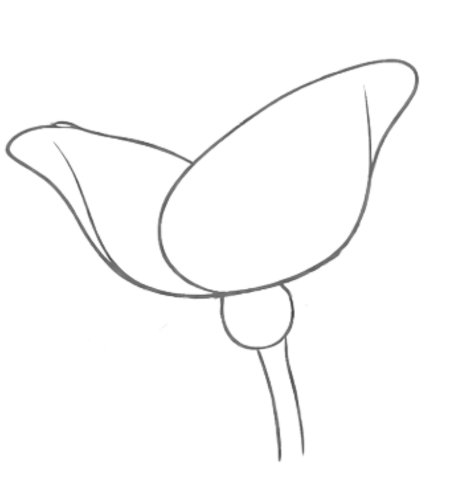 How to Draw a Rose for Teens Step 03