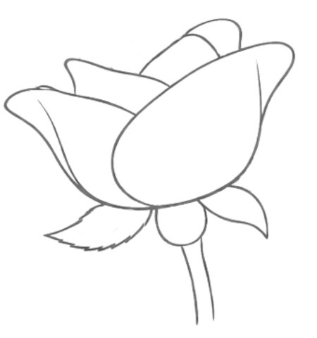 How to Draw a Rose for Teens Step 04