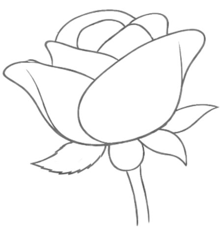 How to Draw a Rose for Teens Step 05