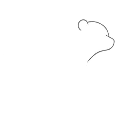 How to Draw a Bear for Adults Step 01