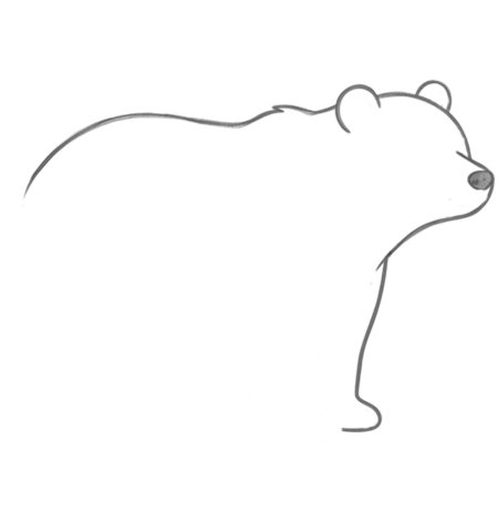 How to Draw a Bear for Adults Step 02