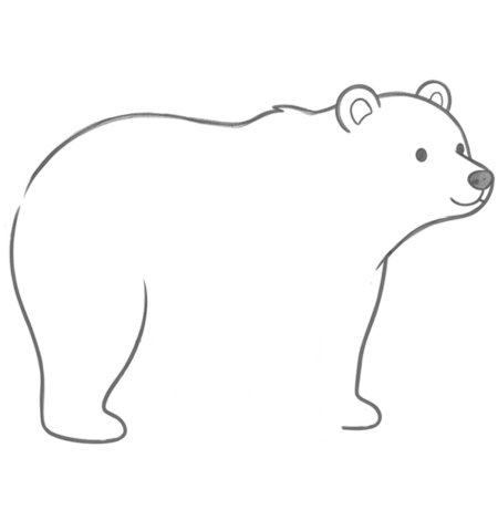How to Draw a Bear for Adults Step 03