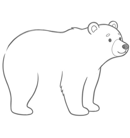 How to Draw a Bear for Adults Step 04