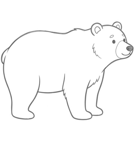 How to Draw a Bear for Adults Step 05