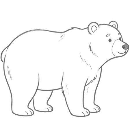How to Draw a Bear for Adults Step 06
