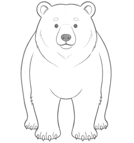 How to Draw a Bear for Teens Step 05
