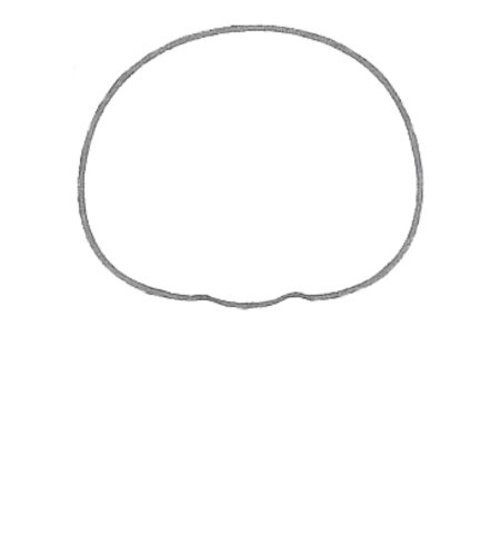 How to Draw a Bear for Tweens Step 01