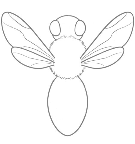How to Draw a Bee for Adults Step 04