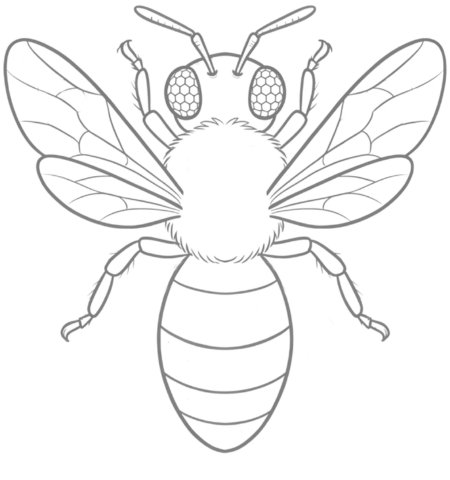 How to Draw a Bee for Adults Step 05