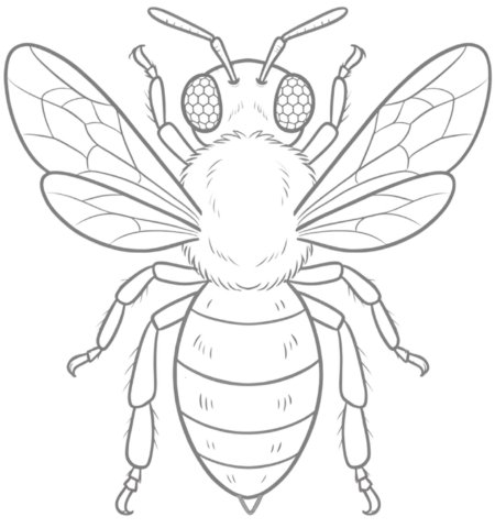How to Draw a Bee for Adults Step 06