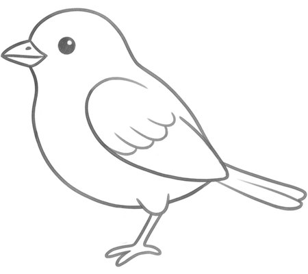 How to Draw a Bird for Teens Step 05