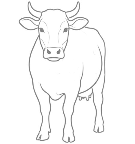 How to Draw a Cow for Adults Step 04