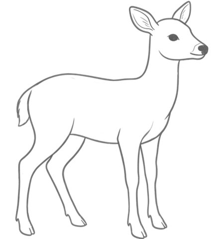 How to Draw a Deer for Teens Step 05