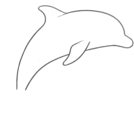 How to Draw a Dolphin for Adults Step 02