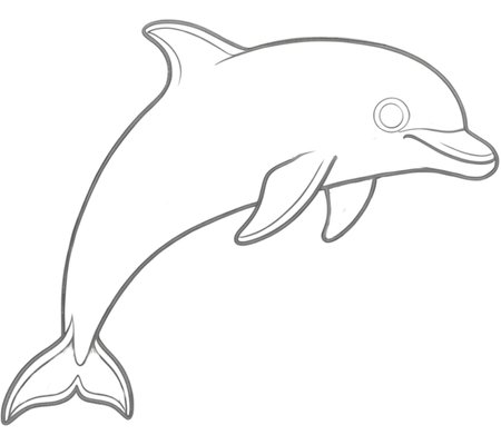 How to Draw a Dolphin for Adults Step 04