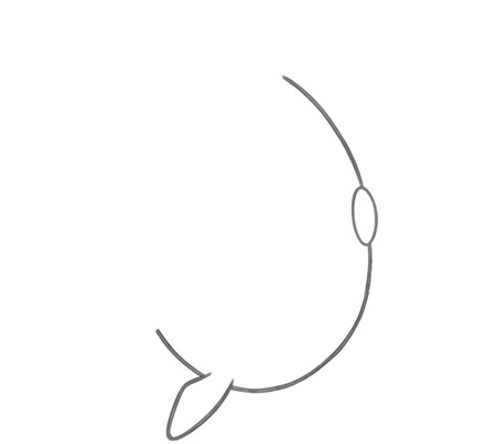 How to Draw a Fish for Adults Step 01