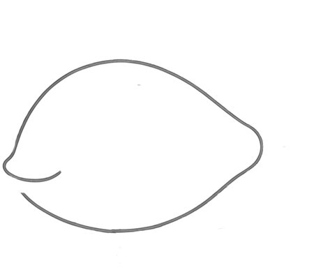 How to Draw a Fish for Teens Step 01