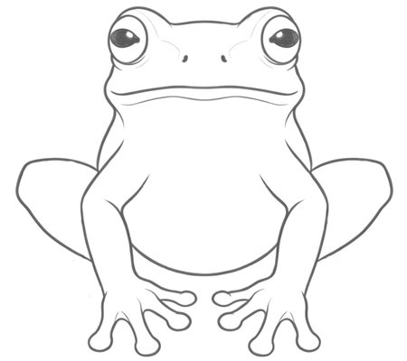 How to Draw a Frog for Adults Step 04