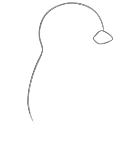 How to Draw a Penguin for Adults Step 02