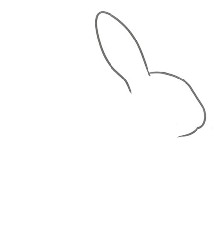 How to Draw a Rabbit for Adults Step 01