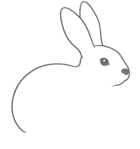 How to Draw a Rabbit for Adults Step 02