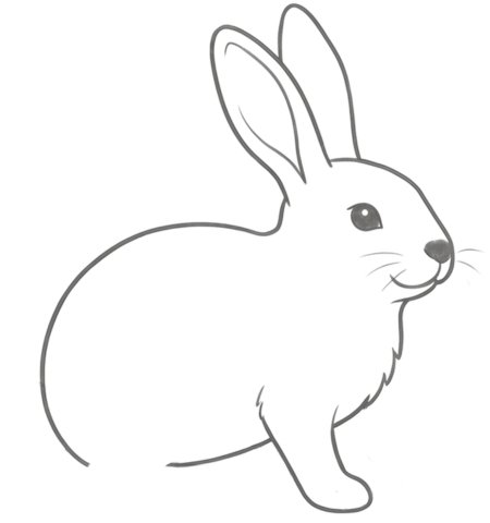 How to Draw a Rabbit for Adults Step 04