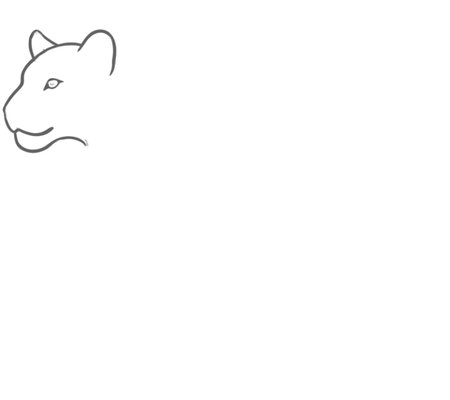 How to Draw a Tiger for Adults Step 02