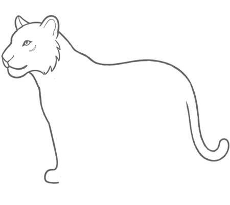 How to Draw a Tiger for Adults Step 03