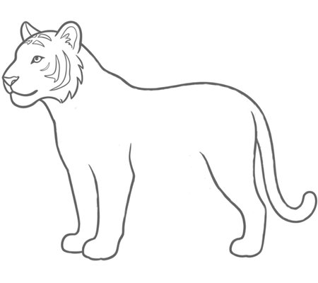 How to Draw a Tiger for Adults Step 04