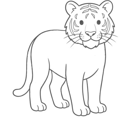 How to Draw a Tiger for Teens Step 05