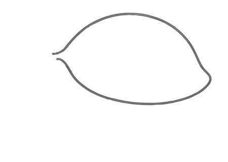 How to Draw a Turtle for Adults Step 01
