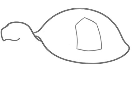 How to Draw a Turtle for Adults Step 02
