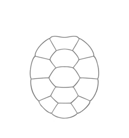 How to Draw a Turtle for Teens Step 02