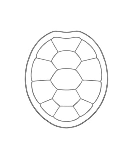 How to Draw a Turtle for Teens Step 03
