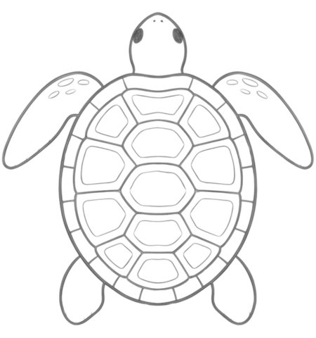How to Draw a Turtle for Teens Step 05