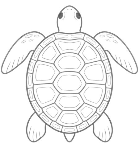 How to Draw a Turtle for Teens Step 06