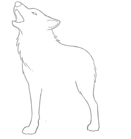 How to Draw a Wolf for Adults Step 02
