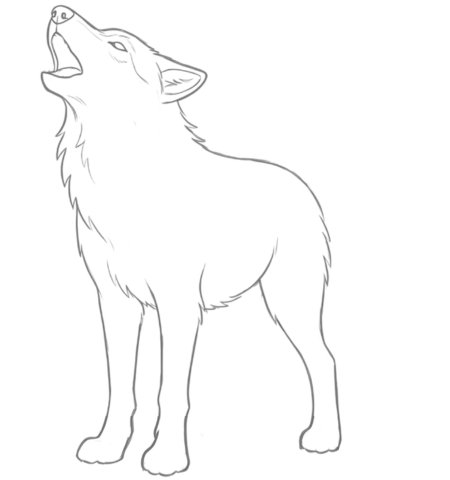 How to Draw a Wolf for Adults Step 03