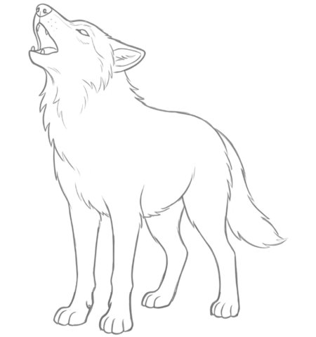 How to Draw a Wolf for Adults Step 05