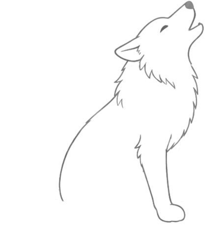 How to Draw a Wolf for Teens Step 03