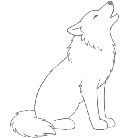 How to Draw a Wolf for Teens Step 04